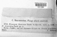 Uromyces juncinus image